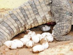 आओ सिखाएँ तुम्हें अण्डे का फण्डा ande-ka-funda